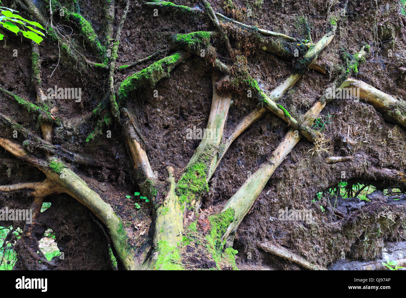 Herbst der Wind über Fichte im Sommer mit Wurzeln gebrochen unter Laubbäumen von Bialowieza Waldbestand, Białowieża Wald, Polen Stockfoto