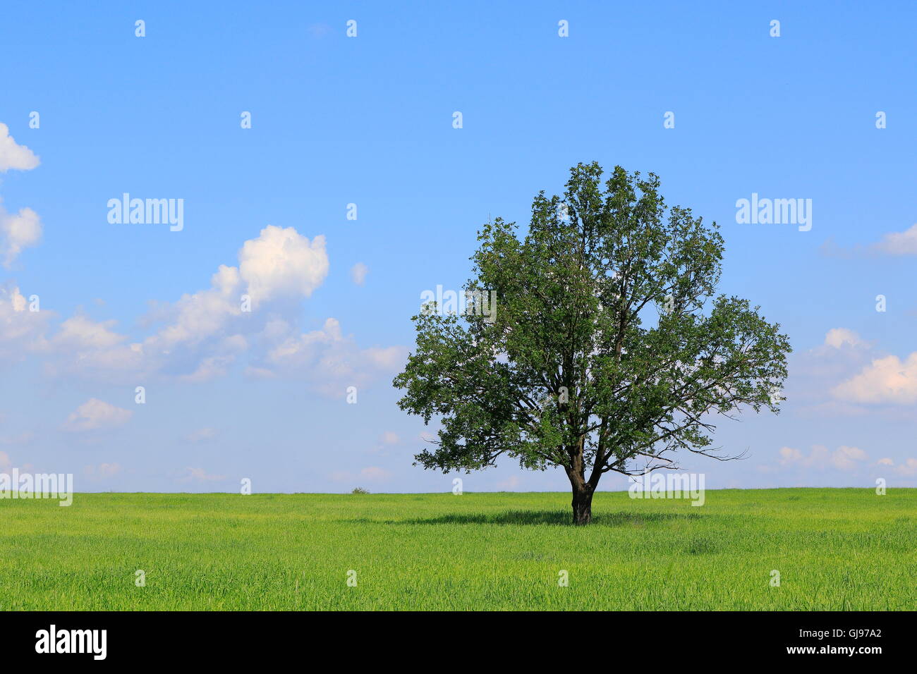 Frischen grünen Wiese juvenile Getreide und einsamen Laubbaum im Frühsommer, Podlachien, Polen, Europa Stockfoto