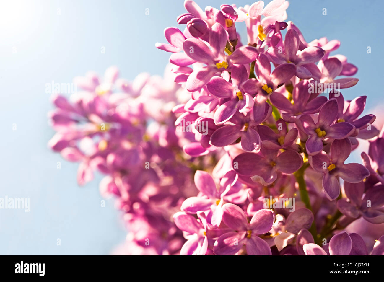 Nahaufnahme von blühenden Flieder (Syringa Vulgaris) gegen blauen Himmel Stockfoto