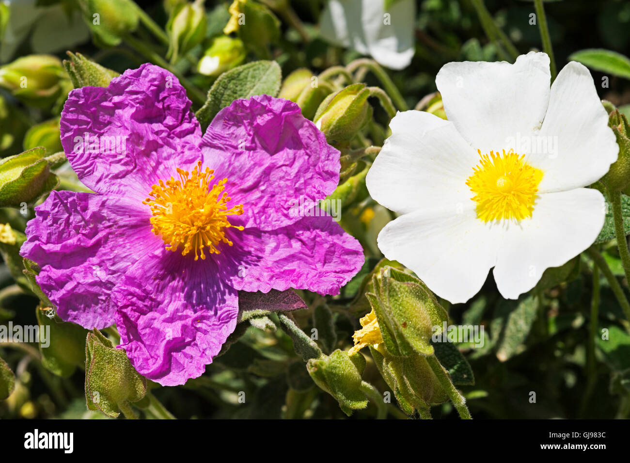 Nahaufnahme von rosa Zistrosen (Cistus Incanus) und Salbei Blatt Zistrose (Cistus Salvifolius) Stockfoto