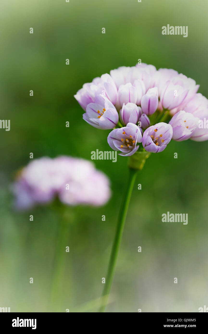 Rosa Knoblauch (Allium Roseum) auf der Halbinsel Pilion in Griechenland Stockfoto