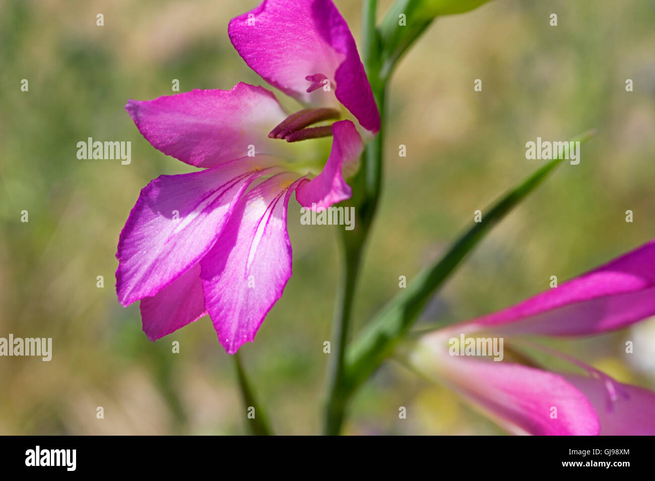 Wilde Gladiola (Gladiolus Illyricus) auf der Halbinsel Pilion in Griechenland Stockfoto