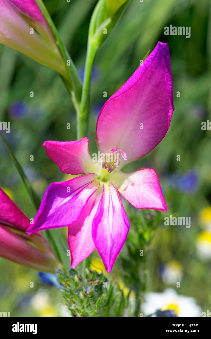 Wilde Gladiola (Gladiolus Illyricus) auf der Halbinsel Pilion in Griechenland Stockfoto