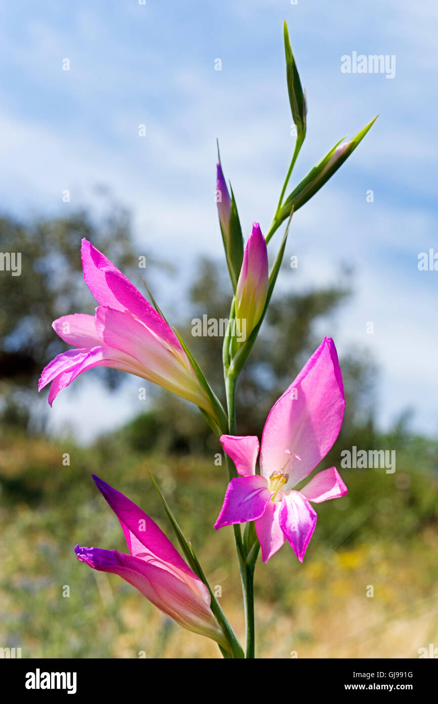 Wilde Gladiola (Gladiolus Illyricus) auf der Halbinsel Pilion in Griechenland Stockfoto