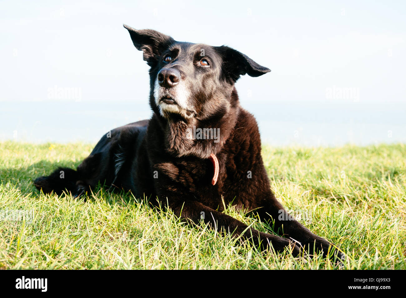 Erwachsene schwarz Hundesitting Gras an jemanden in der Erwartung etwas nachschlagen. Mix aus Schäferhund und Riesenschnauzer. Stockfoto