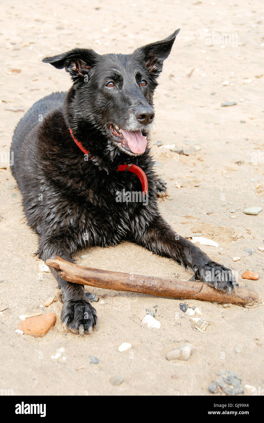 Glücklich nass adult schwarzer Hund mit Stick an einem Strand. Mix aus Schäferhund und Riesenschnauzer. Stockfoto