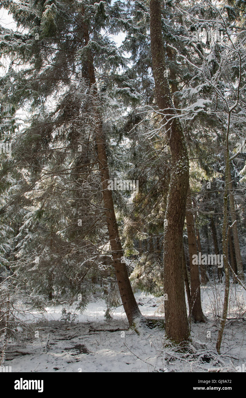 Nadelwald Stand von Fichten Schnee eingehüllt in Morgen, Wald von Białowieża, Polen, Europa Stockfoto
