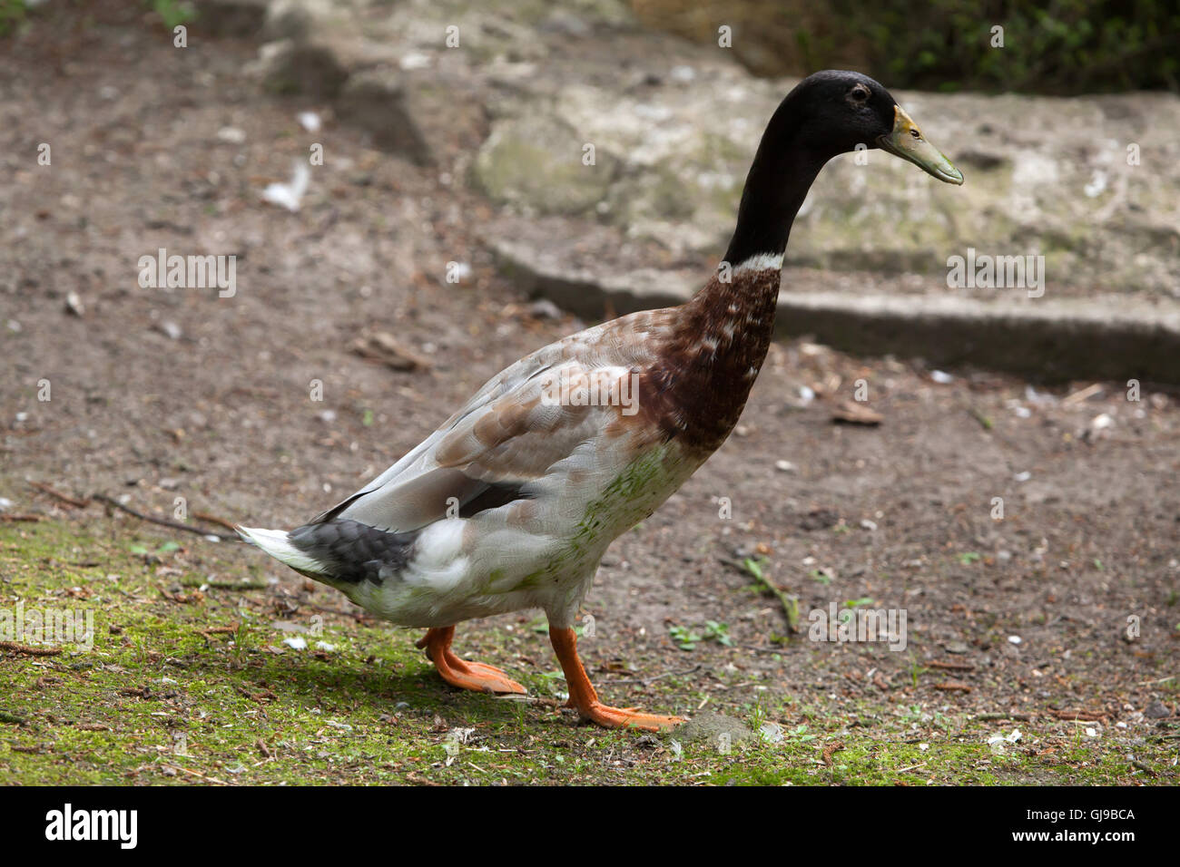 Hausente (Anas Platyrhynchos Domesticus). Stockfoto