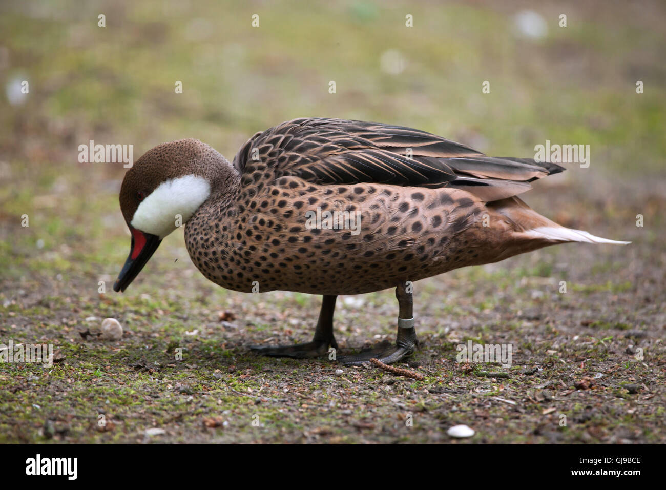 Weiße-cheeked Pintail (Anas Bahamensis), auch bekannt als die Bahama Pintail. Stockfoto