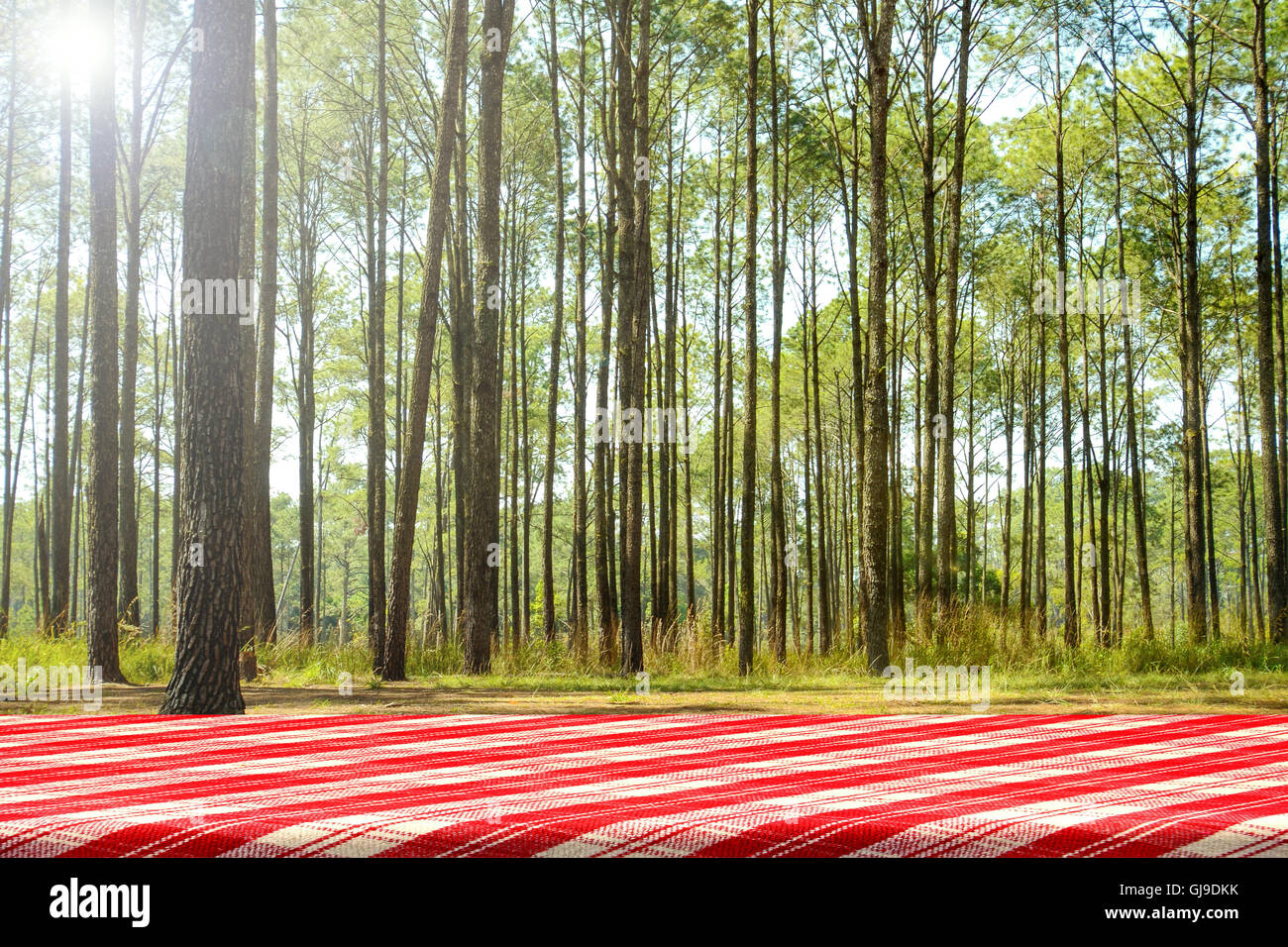 Picknick-Tisch in den Kiefernwald. Wald-Picknick-Hintergrund. Stockfoto