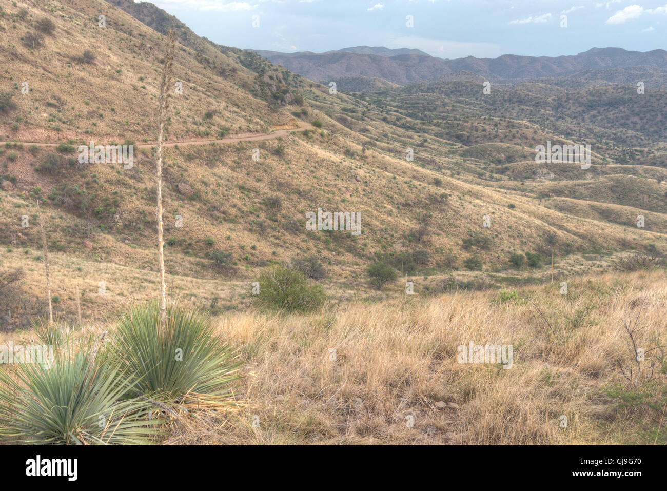 Ruby Road, Santa Cruz co., Arizona, USA. Stockfoto