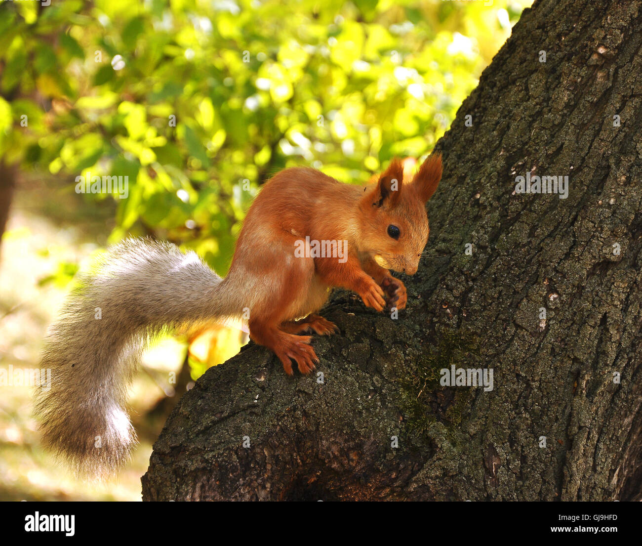 Eichhörnchen, Verzehr von den Nüssen Stockfoto