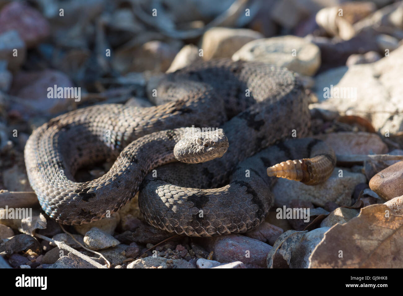 Weibliche gebändert Felsen-Klapperschlange, (Crotalus Lepidus Klauberi), Huachuca Mountains, Arizona, USA. Stockfoto