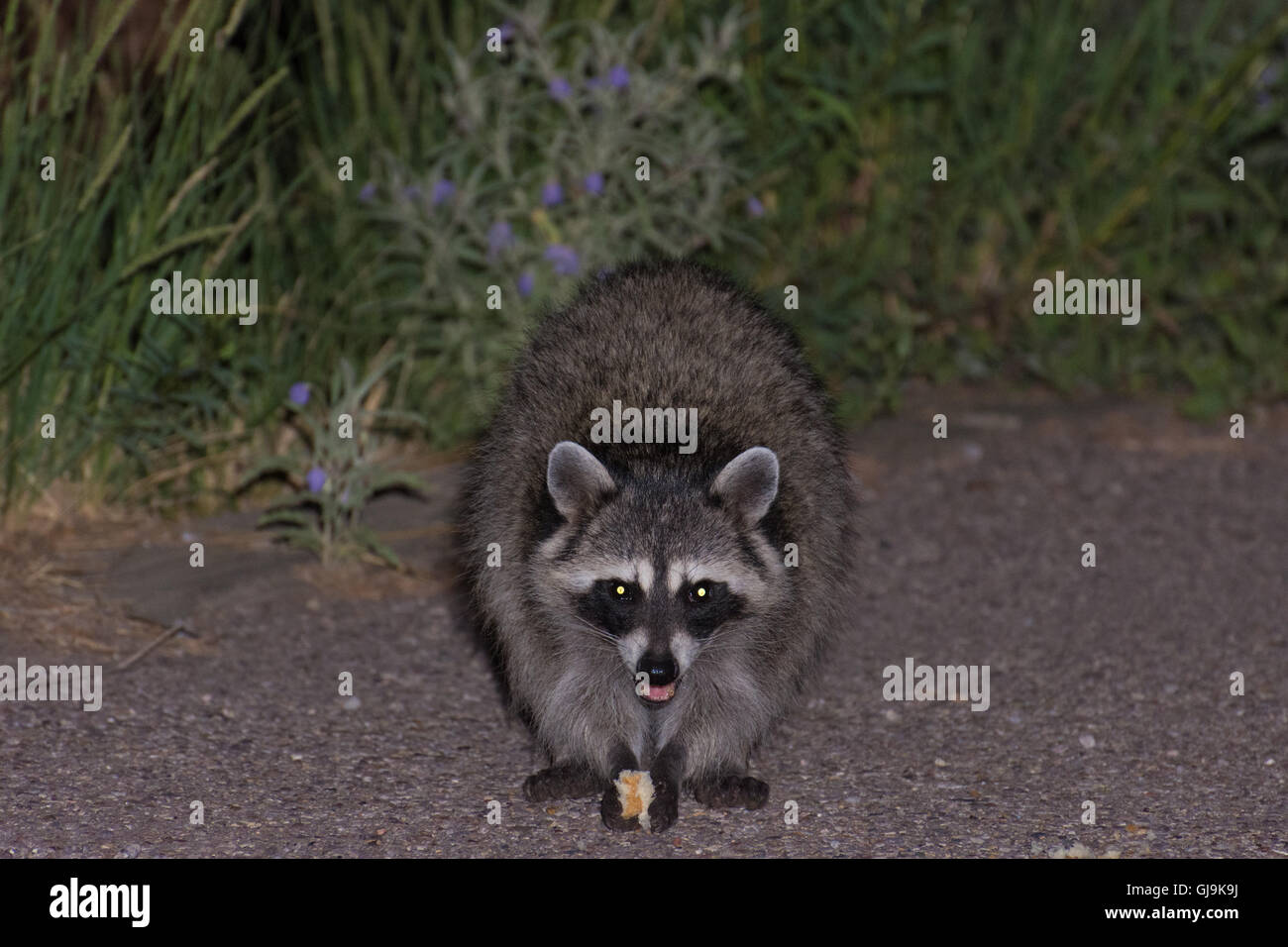 Waschbär (Procyon Lotor), Müll zu essen.  Elephant Butte State Park, New Mexico, USA. Stockfoto