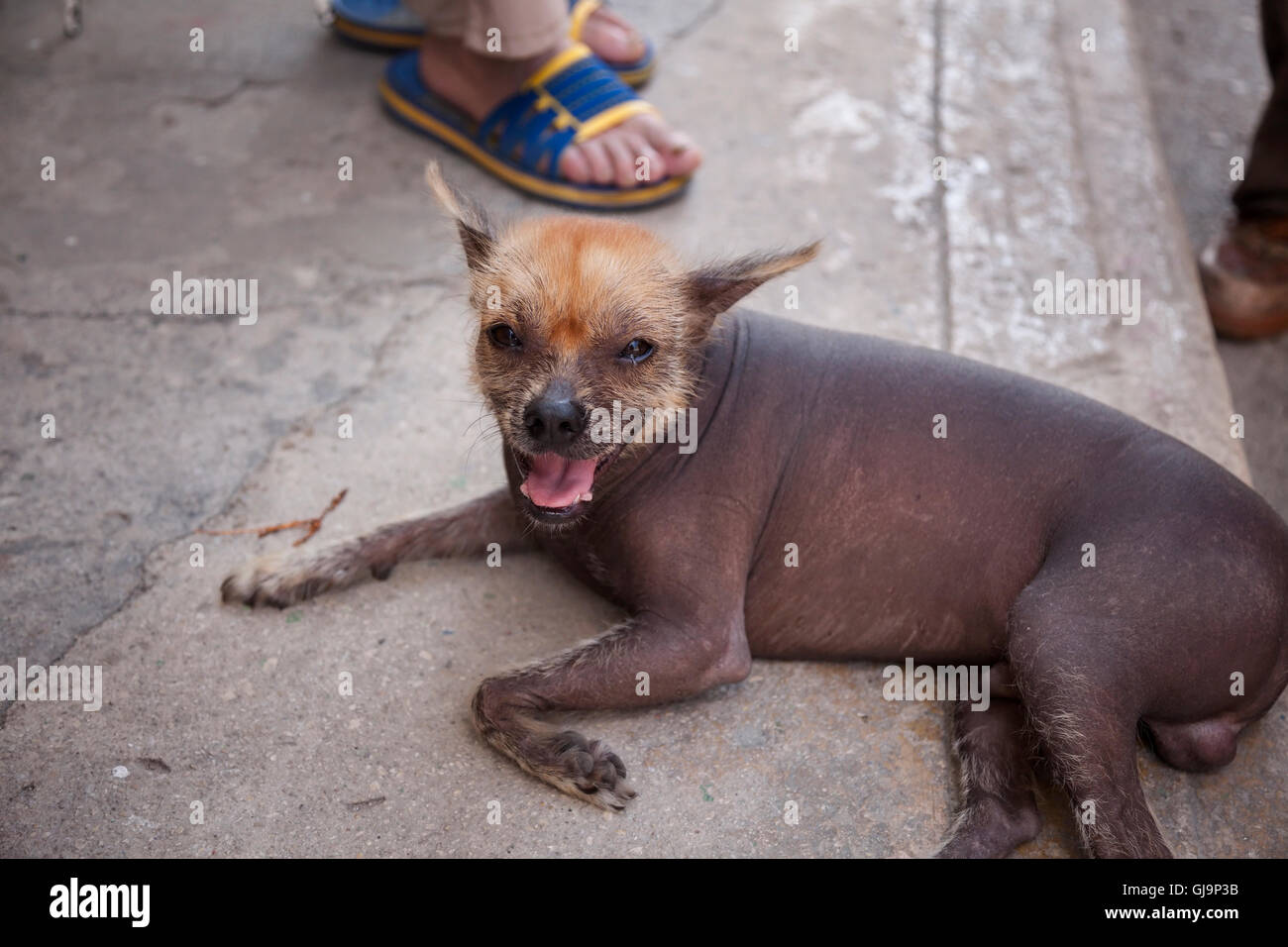 Ein Nackthund Festlegung mit offenem Mund in der Gemeinde von Regla, Havanna, Kuba. Stockfoto