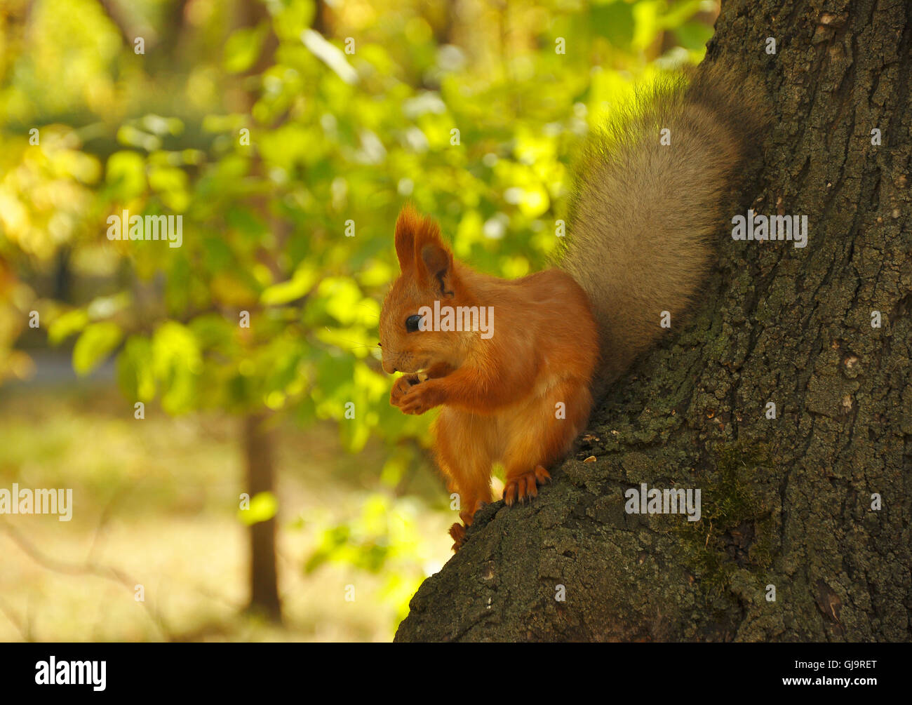 Eichhörnchen, Verzehr von den Nüssen Stockfoto