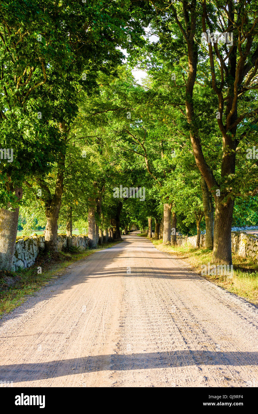 Feine Gasse entlang einer Strecke von Landstraße beidseitig von Steinmauern auf beiden Seiten. Schwedische Landschaft in der Region Småland. Stockfoto