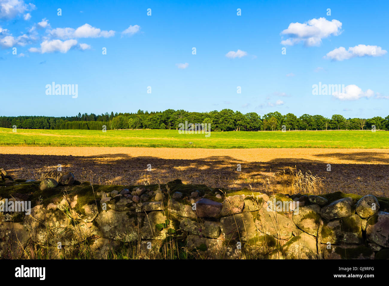 Der Abend in der schwedischen Landschaft mit Ackerland, Wiese und Wald an einem Ort. Eine Steinmauer ist sichtbar, aber aus foc Stockfoto