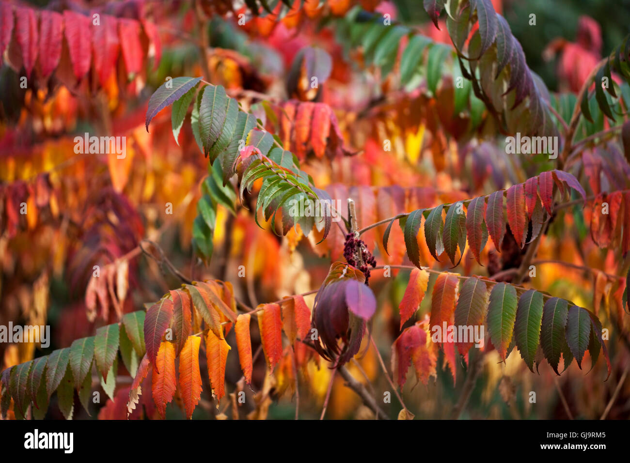schönen Herbst farbigen Blätter an einem Baum Stockfoto