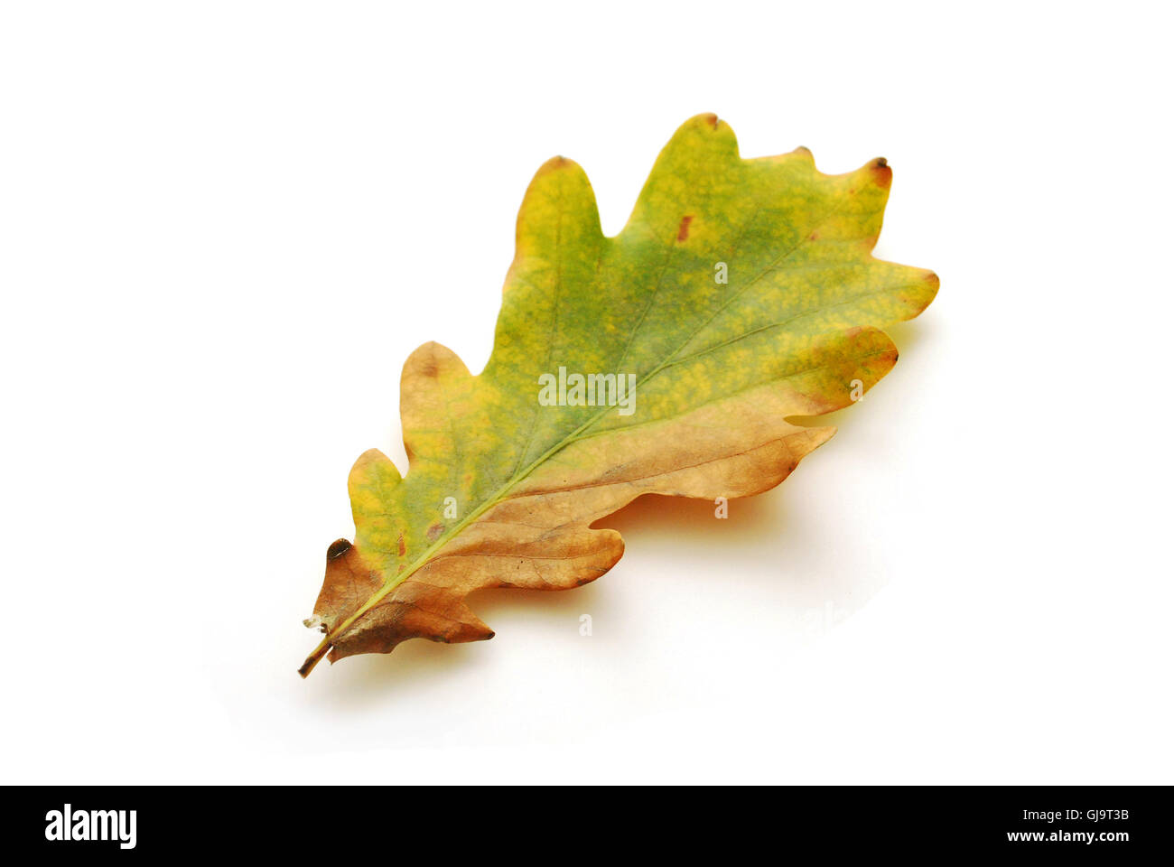 Herbst Blatt Stockfoto