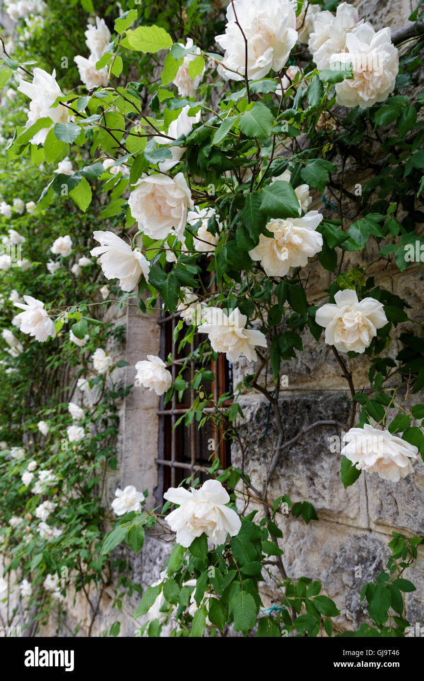 Weisse rambling rose um Fenster Stockfoto