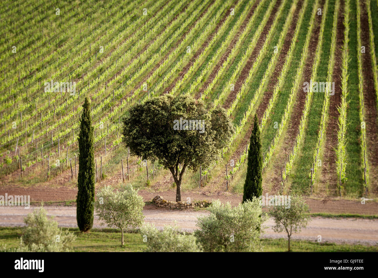 Weinberge bei Conti di San Bonifacio, der Maremma, Toskana, Italien Stockfoto