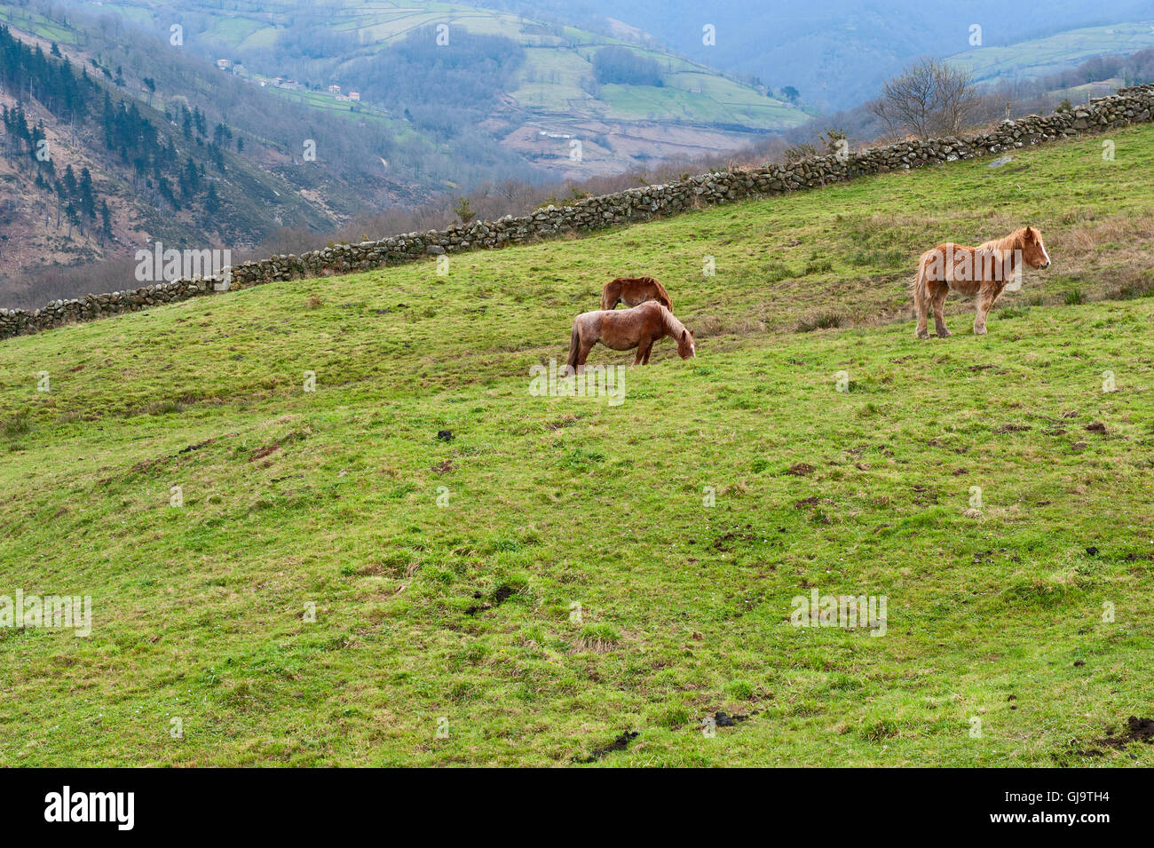 Pferde auf der Alp Stockfoto