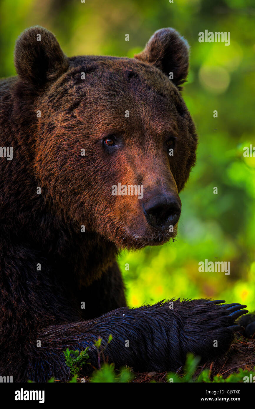 Ein Porträt von einem Braunbären, Finnland. Stockfoto