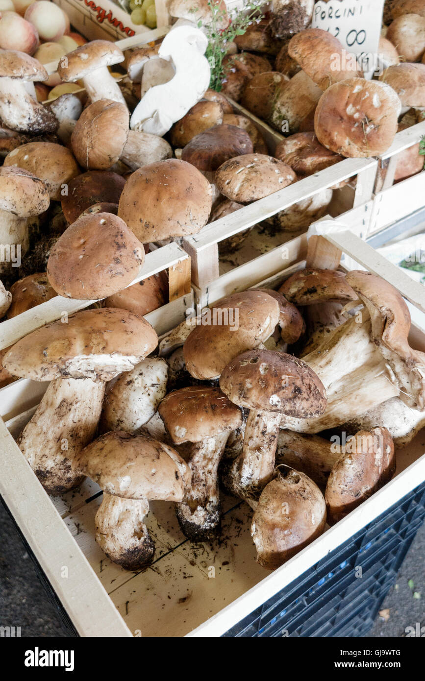 Steinpilze in Markt, Florenz, Italien Stockfoto