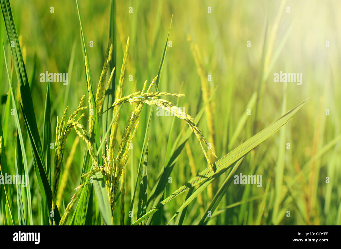 Jasmin Plantage Reisfeld im Abendlicht. Stockfoto