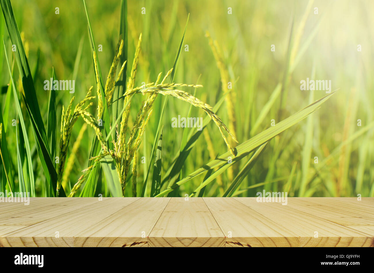 Jasmin Reis Plantage mit Display Produktzähler Feld. Stockfoto