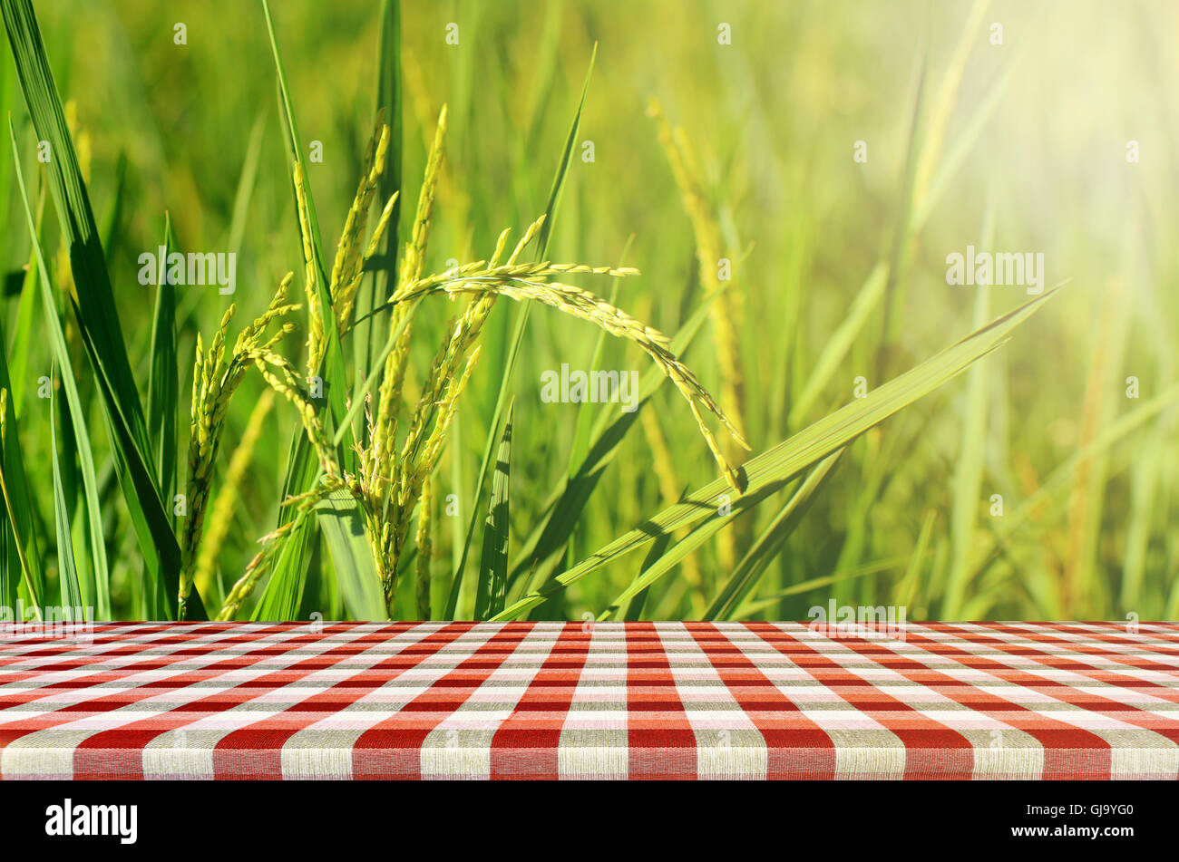 Jasmin Reis Plantage mit Display Produktzähler Feld. Stockfoto