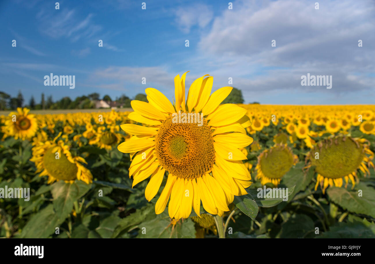 Sonnig, pulsierende Feld von Sonnenblumen in Chinon, Frankreich (Loire-Tal) im Sommer morgens fotografiert. Stockfoto