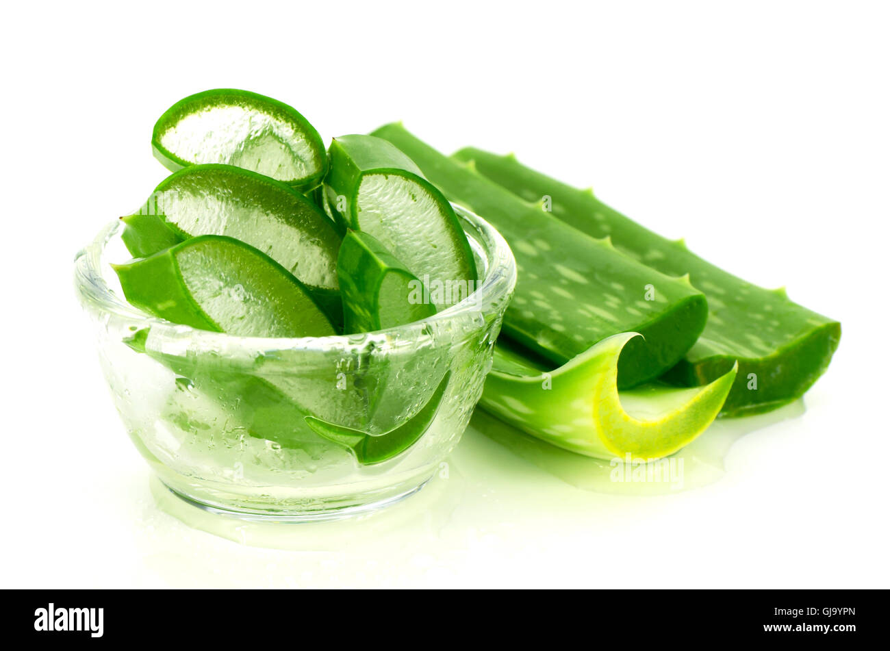 Schneiden Sie Aloe Vera (Aloe Barbadensis Mill., Star Kakteen, Aloe, Aloin, Jafferabad oder Barbados) ein sehr nützliches pflanzliches Arzneimittel für die Haut Stockfoto