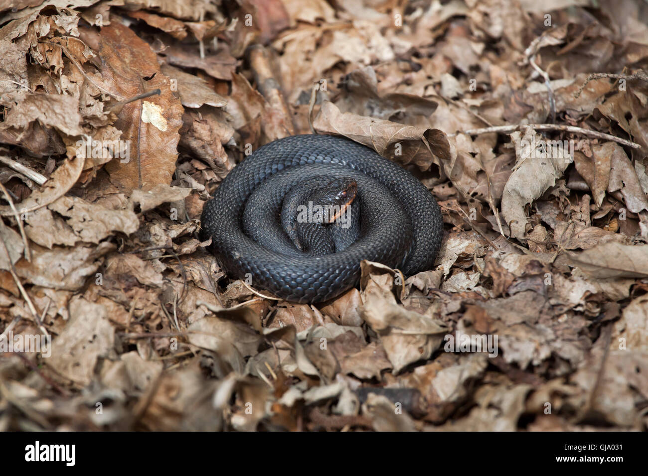 Europäische Viper (Vipera Berus), auch bekannt als die Europäische Addierer. Melanistische Form. Stockfoto