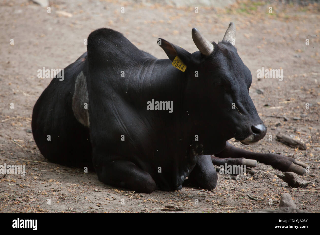 Zwerg Zebu (Bos Primigenius Indicus). Stockfoto