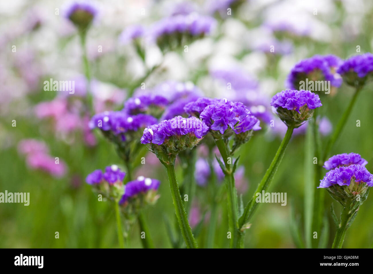 Limonium Sinuatum 'Forever' Blumen. Statice wächst in einem Sommer-Grenze. Stockfoto