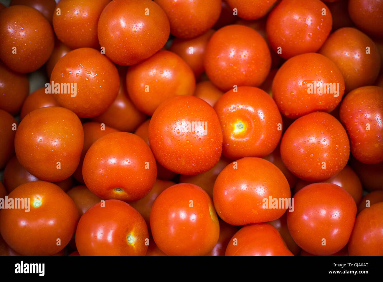 Tomaten mit Wassertropfen. Stockfoto