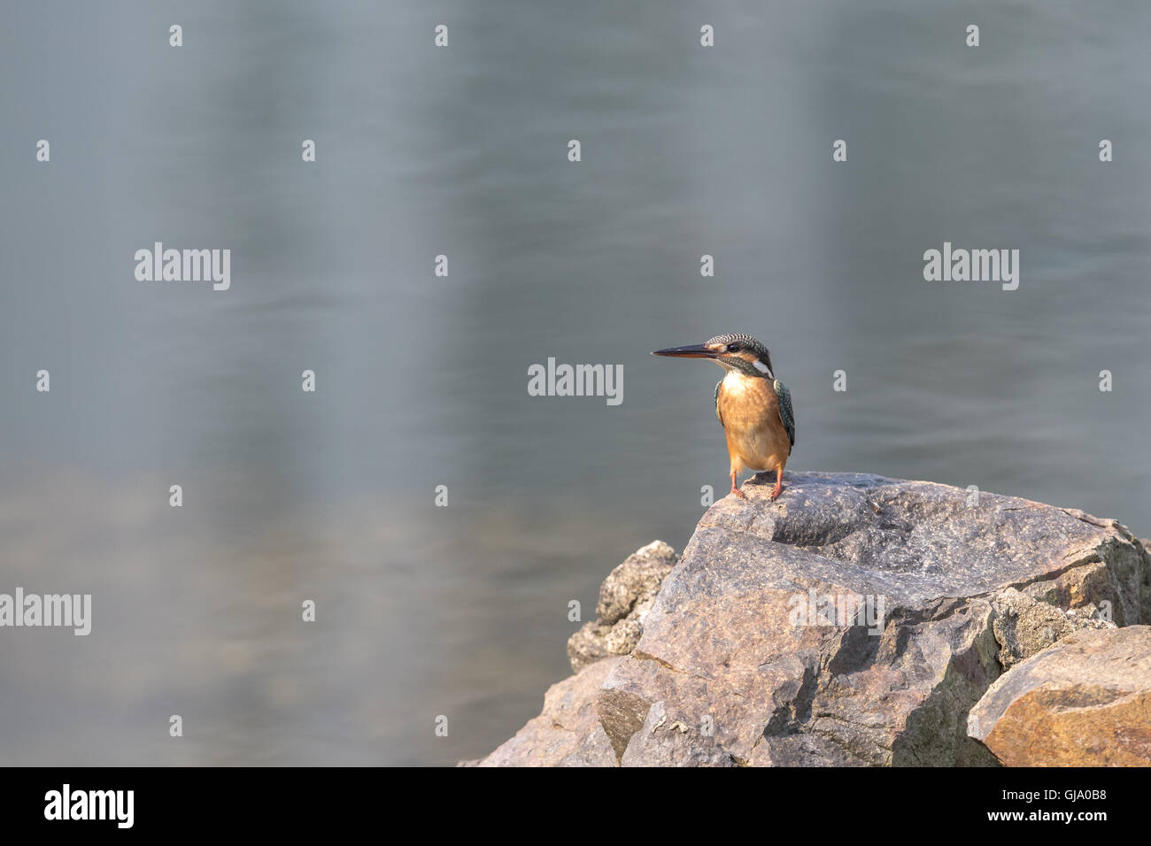 Gemeinsamen Kingfisher stehen auf Felsen Stockfoto