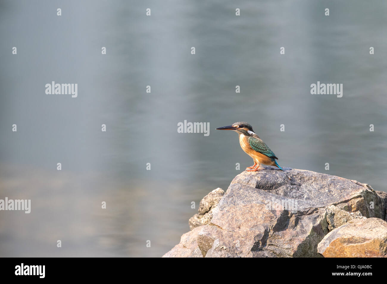 Gemeinsamen Kingfisher stehen auf Felsen Stockfoto