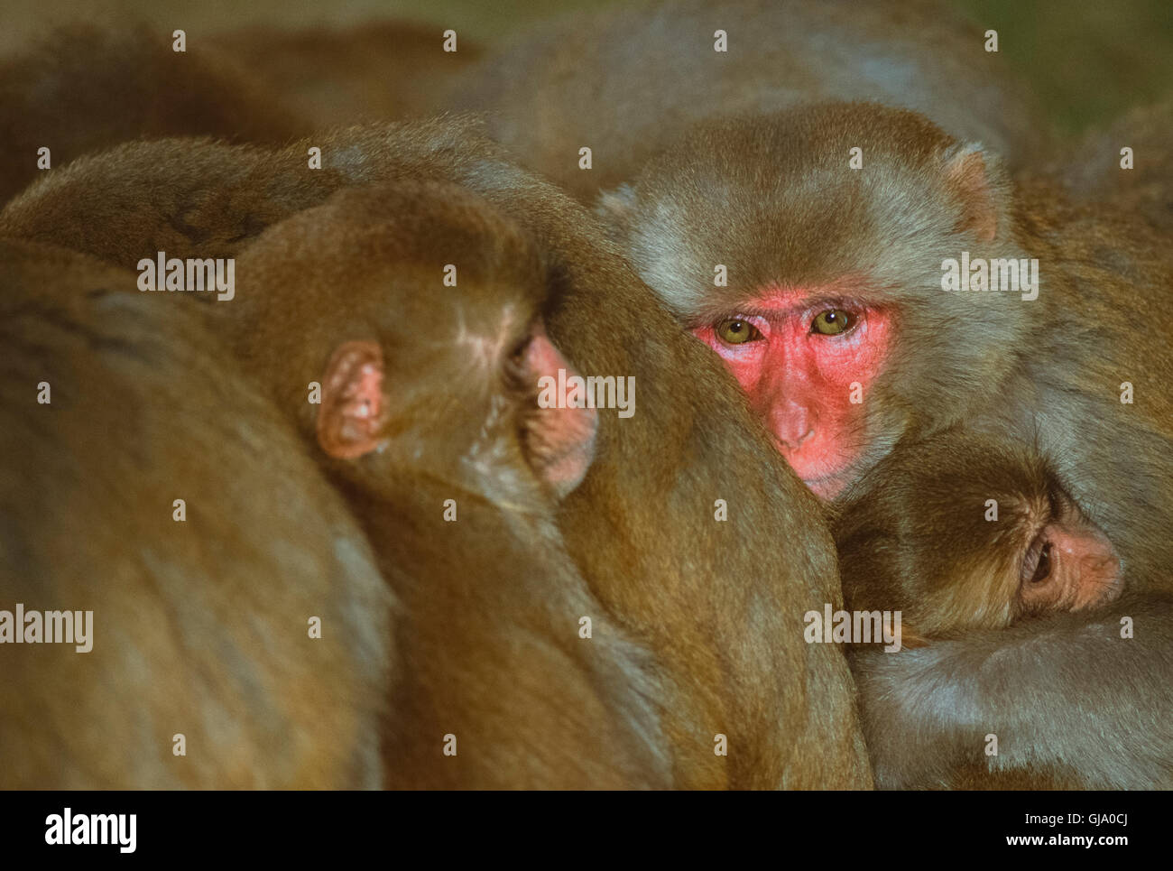 Rhesus-Makaken, Macaca Mulatta, Männlich, drängten sich zusammen mit der Truppe zum Warmhalten, Rajasthan, Indien Stockfoto
