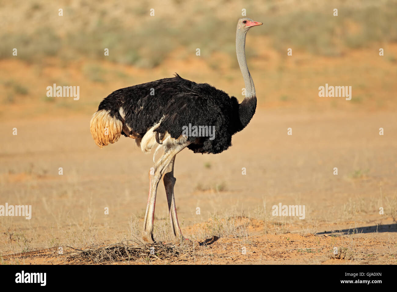 Männliche Ostrich (Struthio Camelus) im natürlichen Lebensraum, Kalahari-Wüste, Südafrika Stockfoto