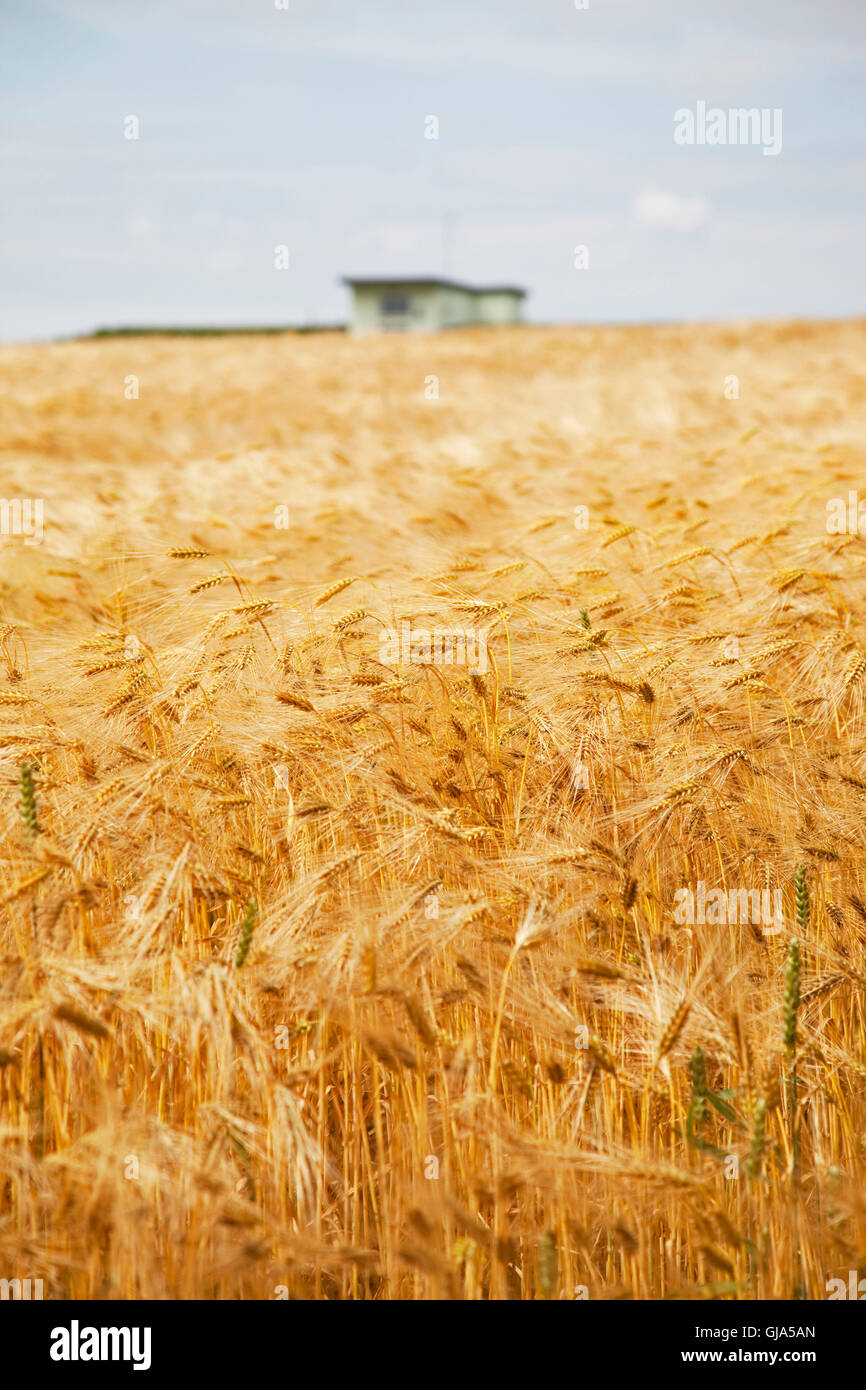 Getreide, Gerste, Getreidefeld, Sommer, Haus Stockfoto