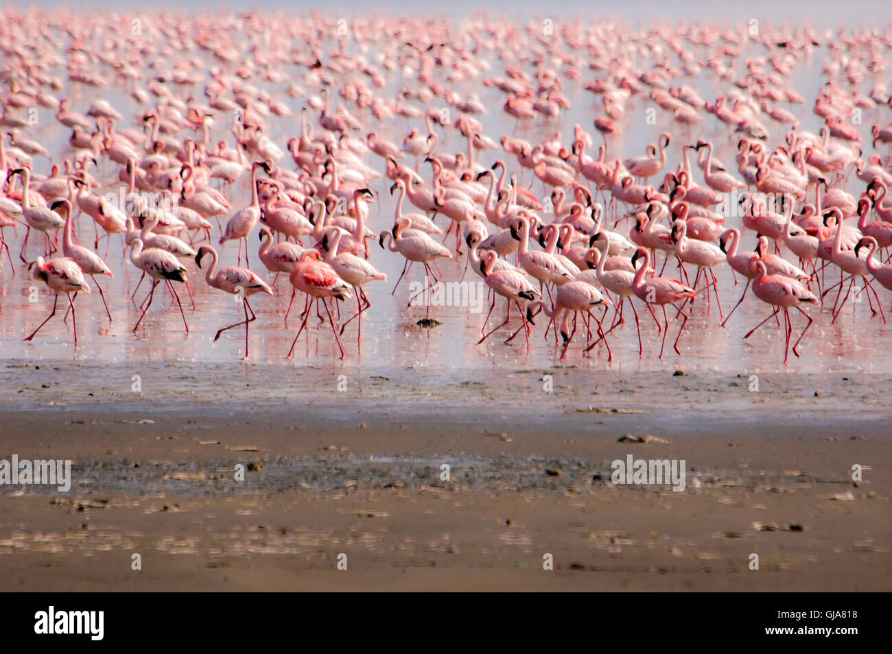 Eine Herde von rosa Flamingos in Lake Naivasha, Kenia, Stockfoto