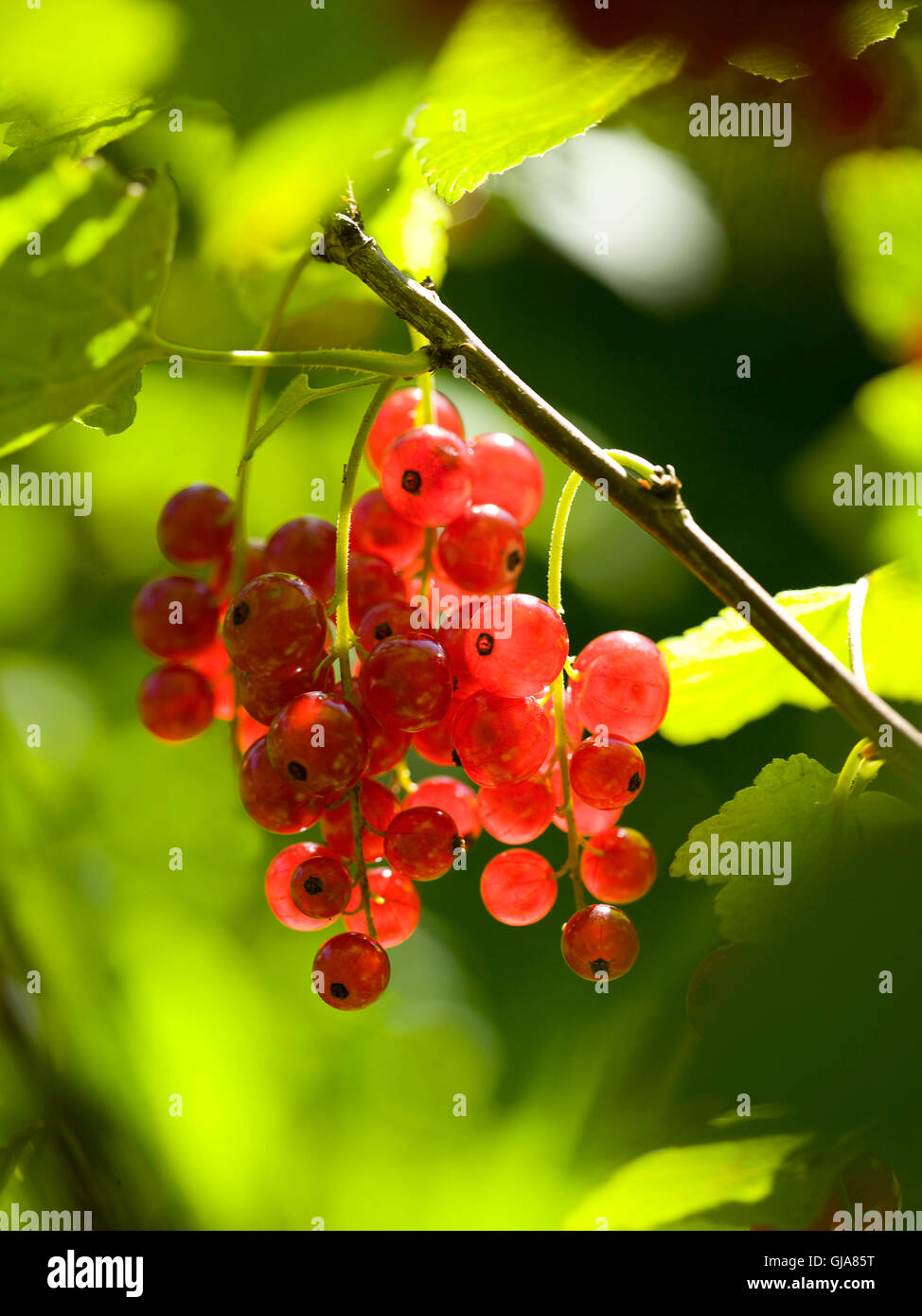 Johannisbeeren auf dem Strauch Stockfoto