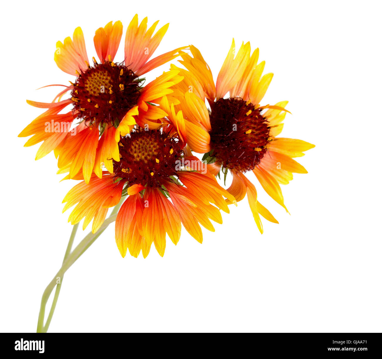orange Blumen auf weißem Hintergrund. Stockfoto