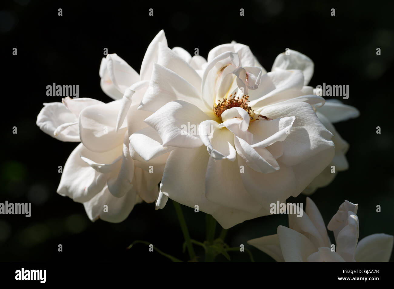 weiße Blume auf dem schwarzen Hintergrund. Stockfoto