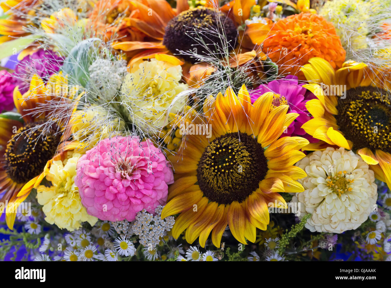 Nahaufnahme von bunten Blumen. Stockfoto