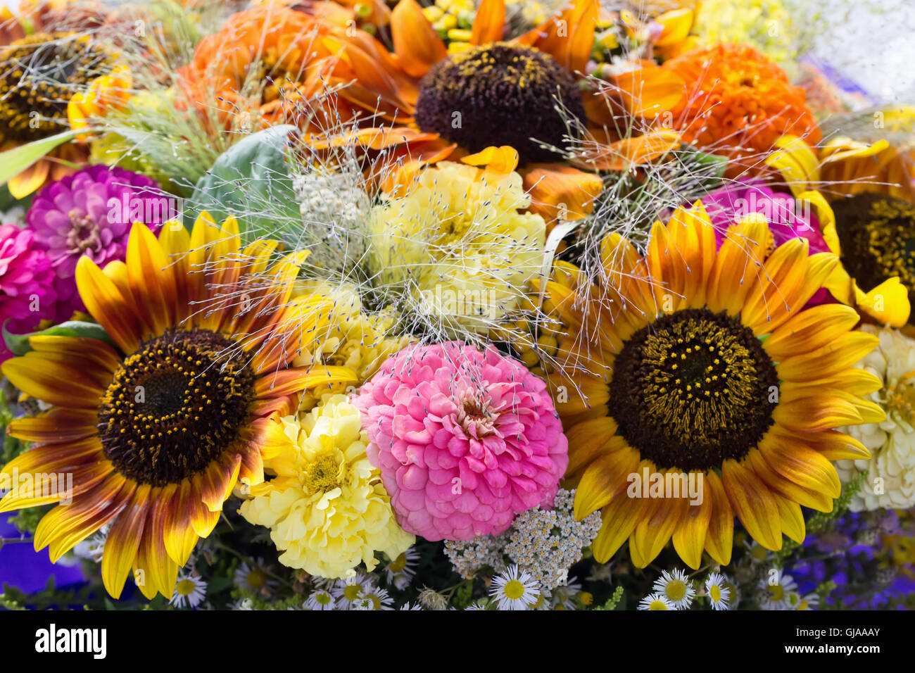 Nahaufnahme von bunten Blumen. Stockfoto