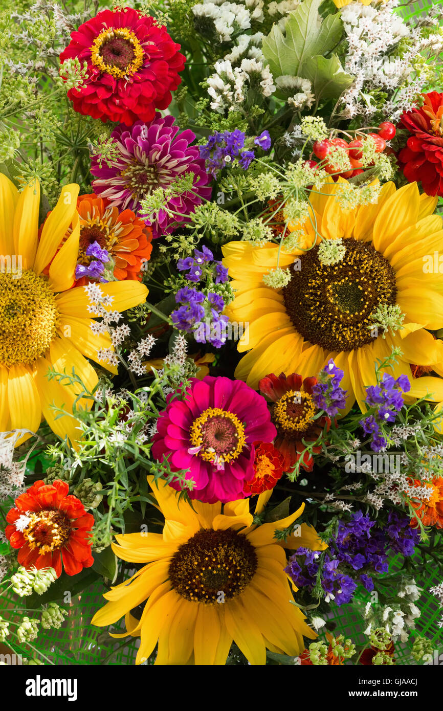 Nahaufnahme von bunten Blumen. Stockfoto